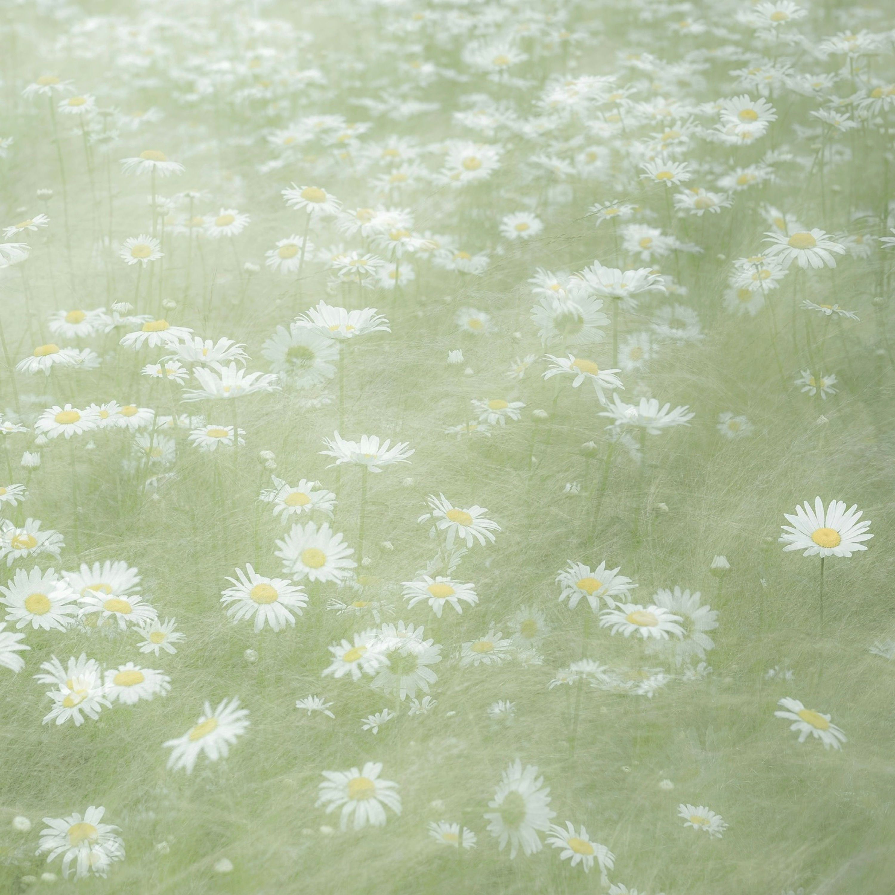 Cover art for Drömde mig by Home Sweet Somewhere 