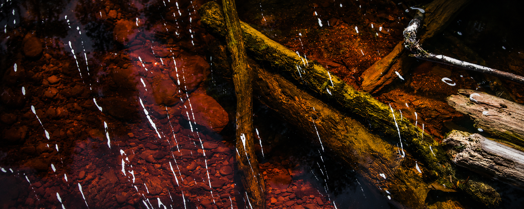Cover art for La Jaula de Oro by Haunted Water