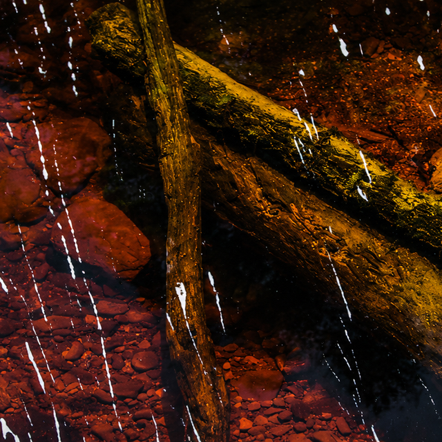 La Jaula de Oro by Haunted Water